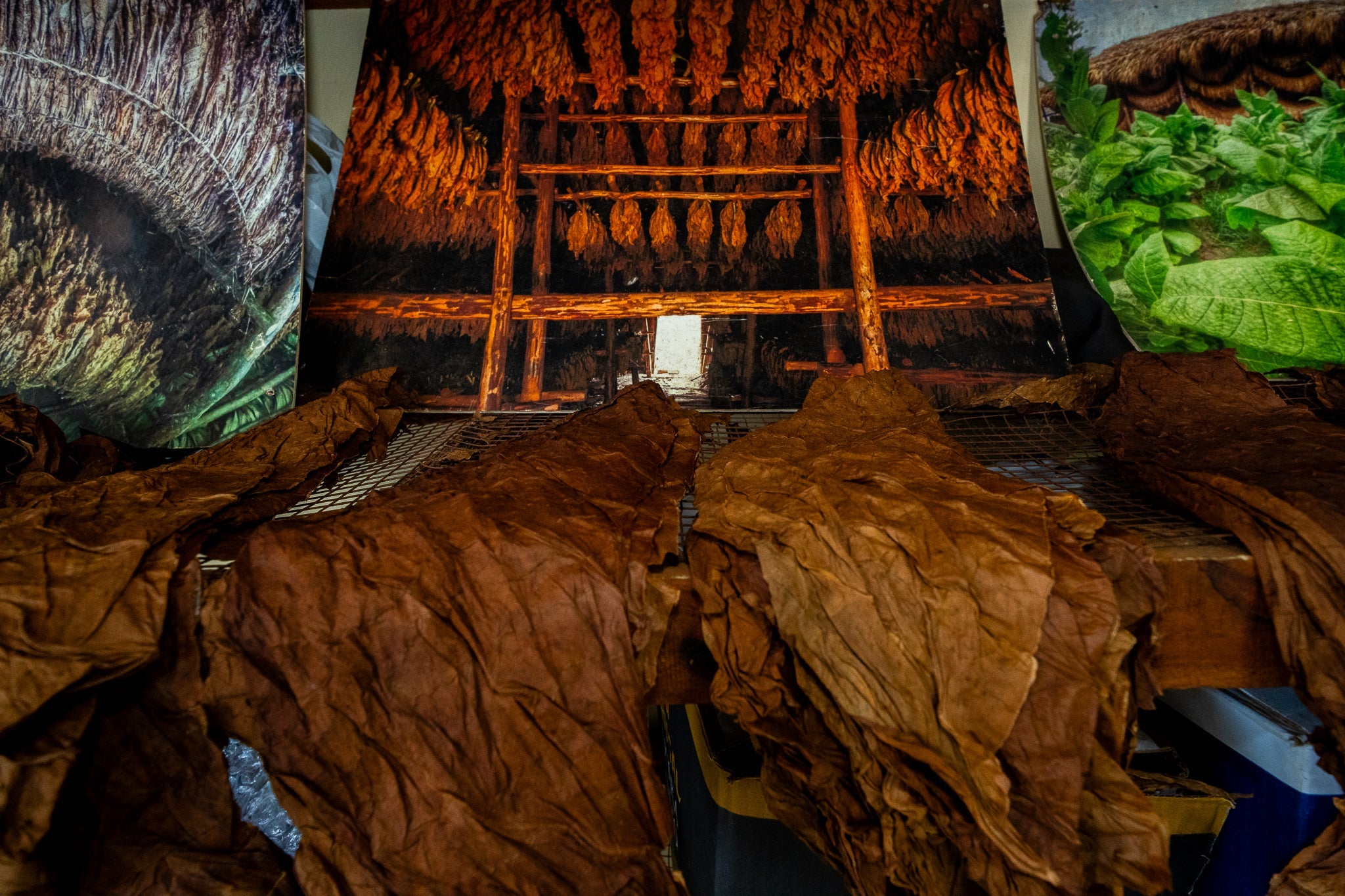 It Takes 10,000 Hands to Make a Cigar